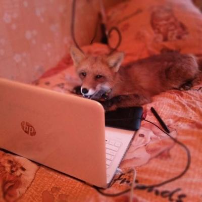 DevFops :blobfoxcomputer: :flag_bisexual: