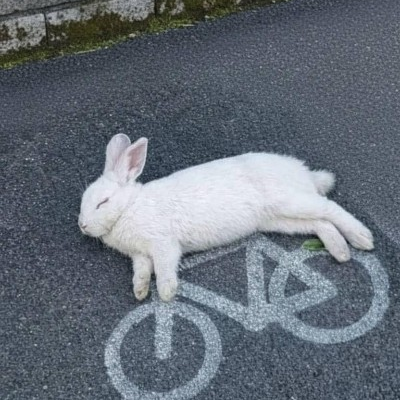 siobibblecoms@tech.lgbt