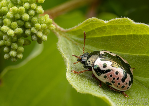 A Calligrapha beetle- named of course for the beautiful inscriptions on its elytra- sits on its dogwood host plant. Texas.
