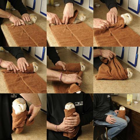 A grid of photos 3 by 3 showing the steps to wrap an owl in a towel. It starts with our model Barn Owl face-down, legs straight on a flat folded towel on a tabletop, and ends with the rehabilitator sitting on a stool with a perfect burritowl wedged securely between their knees. The benefit of this procedure is the rehabber now has both hands free to administer fluids, food, and medication.