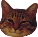 coolcat