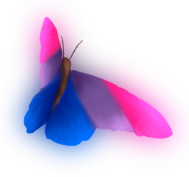 :butterfly_bi: