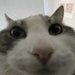 :cat_looks_inside:
