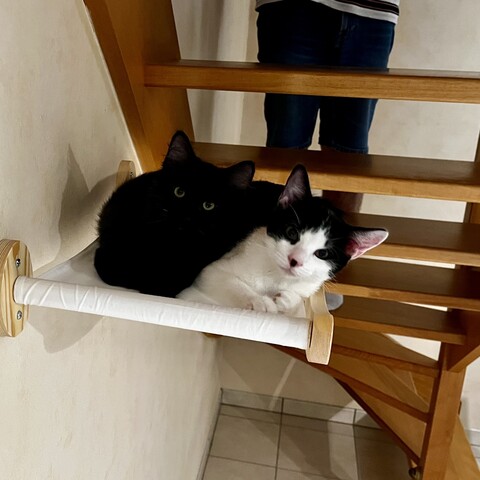 Two kitten watching the camera