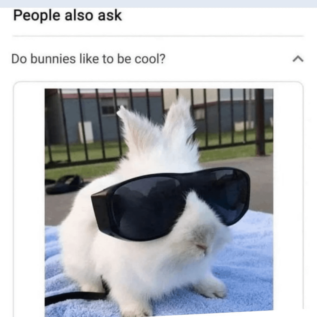 Screenshot of Google search "people often ask", where the question is "Do bunnies like to be cool?". Answer section contains a picture of a white rabbit wearing sunglasses.