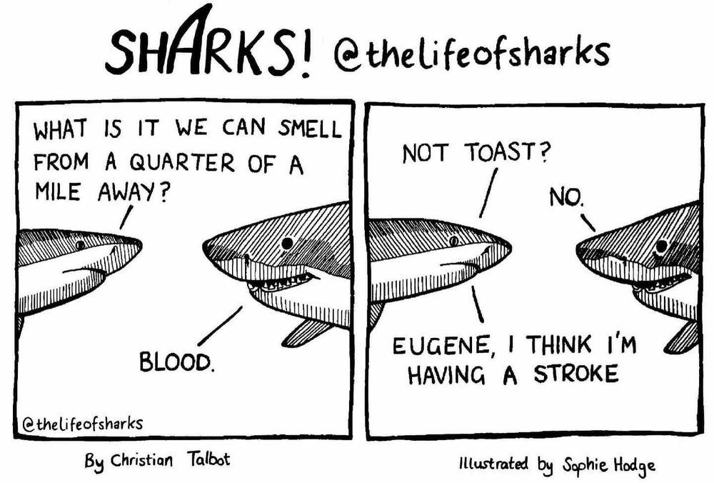 This cartoon in 2 panels is a comic strip from "The Life of Sharks" by Christian Talbot and illustrated by Sophie Hodge. 

The comic features two sharks discussing their sense of smell.

One shark correctly answers "blood" when asked what they can smell from a quarter of a mile away.

The other shark, named Eugene, humorously suggests "toast" and then expresses concern about having a stroke, playing on the common knowledge that toast is not a scent associated with sharks.