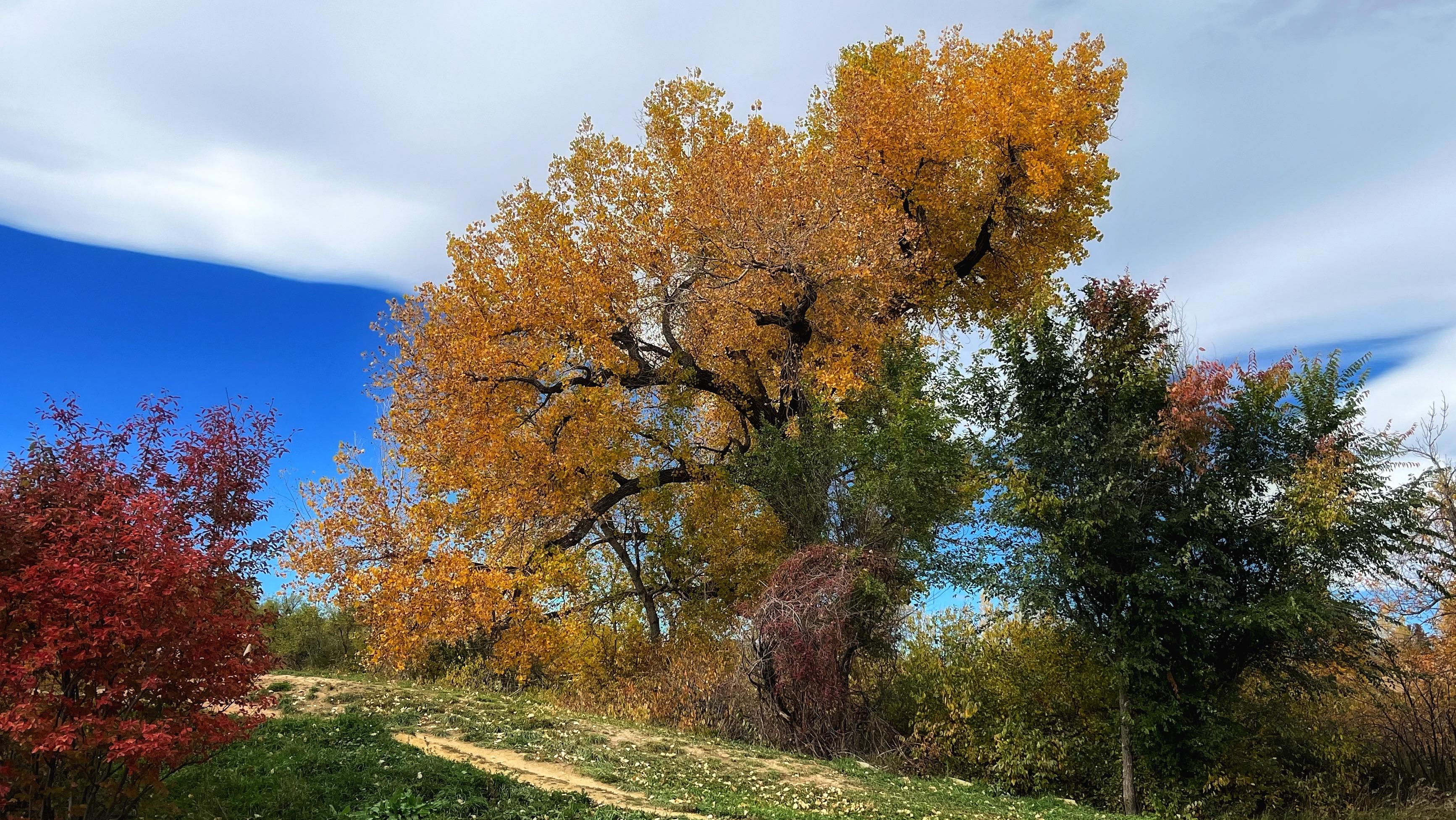 A large, somewhat-misshapen cottonwood tree standing on a small hillside, its leaves golden-orange in the filtered afternoon sun. There are other, smaller trees and shrubs nearby in greens and reds. A bank of thin wave clouds hangs above the trees with blue skies behind.