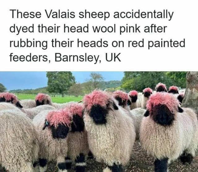 "These Valais sheep accidentally dyed their head wool pink after rubbing their heads on red painted feeders, Barnsley, UK"