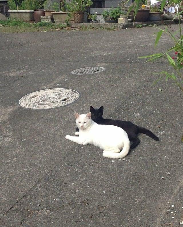 Two cats laying on concrete in almost identical positions. A white cat in front and a black cat behind, partially obscured. The impression is of a shadow, except the black cat's tail is extended, the white cat's is not.