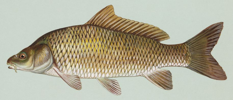 photo of a fish (carp). carp is also the Common Address Redundancy Protocol used for failover with multiple network switches or whatever