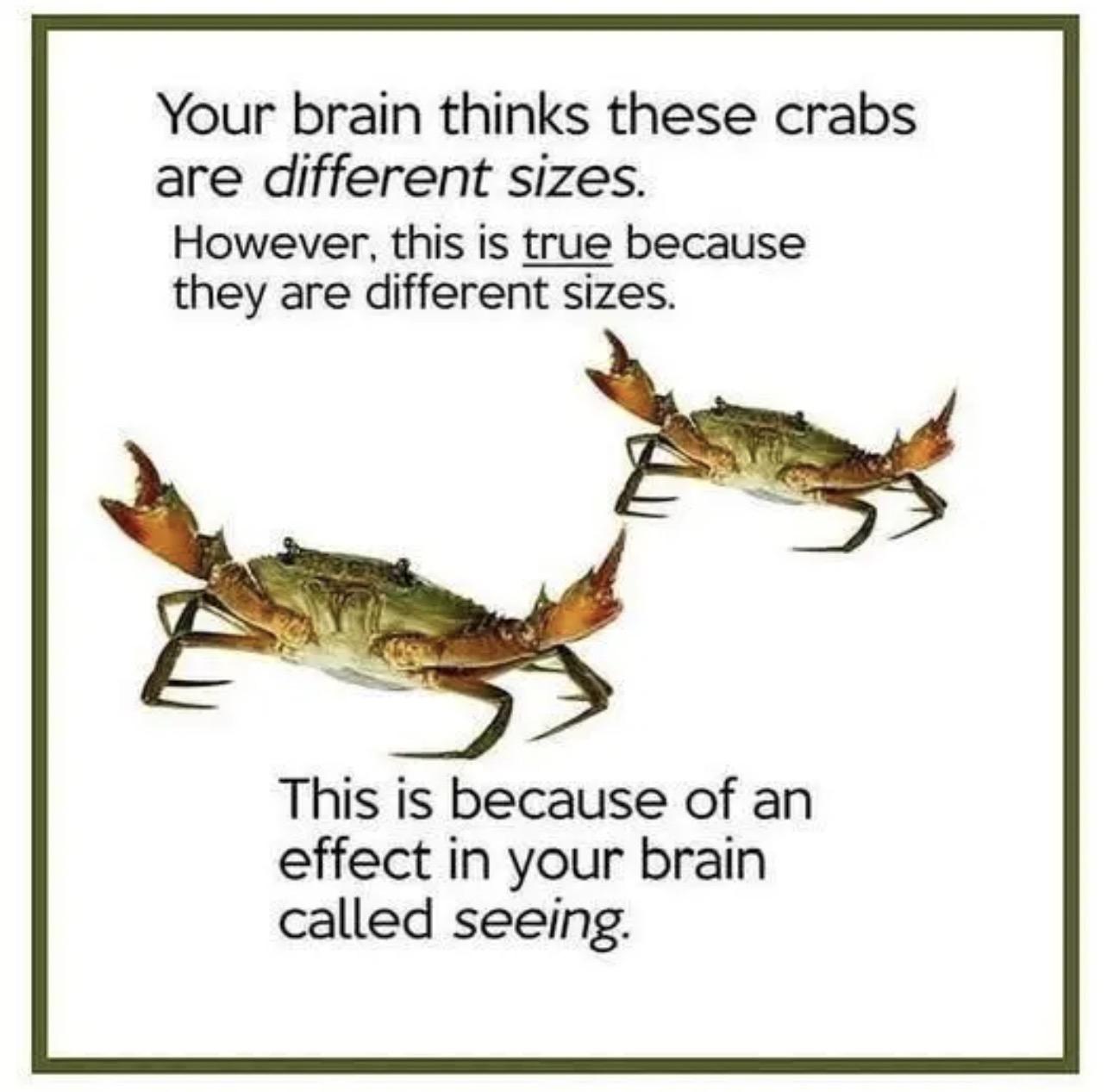 An infographic-looking image, there's two crabs on them, they appear to be around the same size, the text says "Your brain thinks these crabs are *different sizes*. However, this is *true* because they are different sizes. This is because of an effect in your brain called *seeing*."