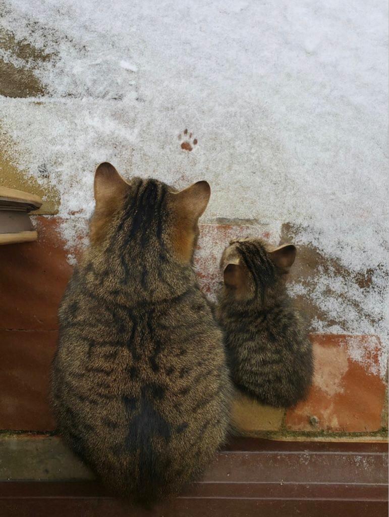 A mother cat and kitten sit on the doorstep of a snowy outside. In the snow is one footprint, likely of the kitten who has apparently retreated