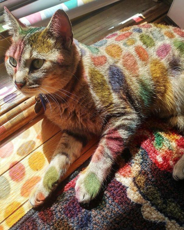 A cat laying by the window. It's probably a regular tabby but has rainbow coloured spots superimposed on it by the light from a stained glass window, out of shot.