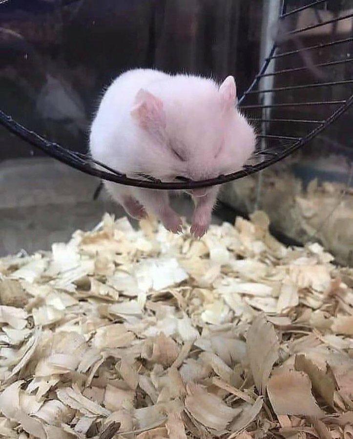A photo of a white hamster in its wheel. It's fallen deeply asleep sideways, face on