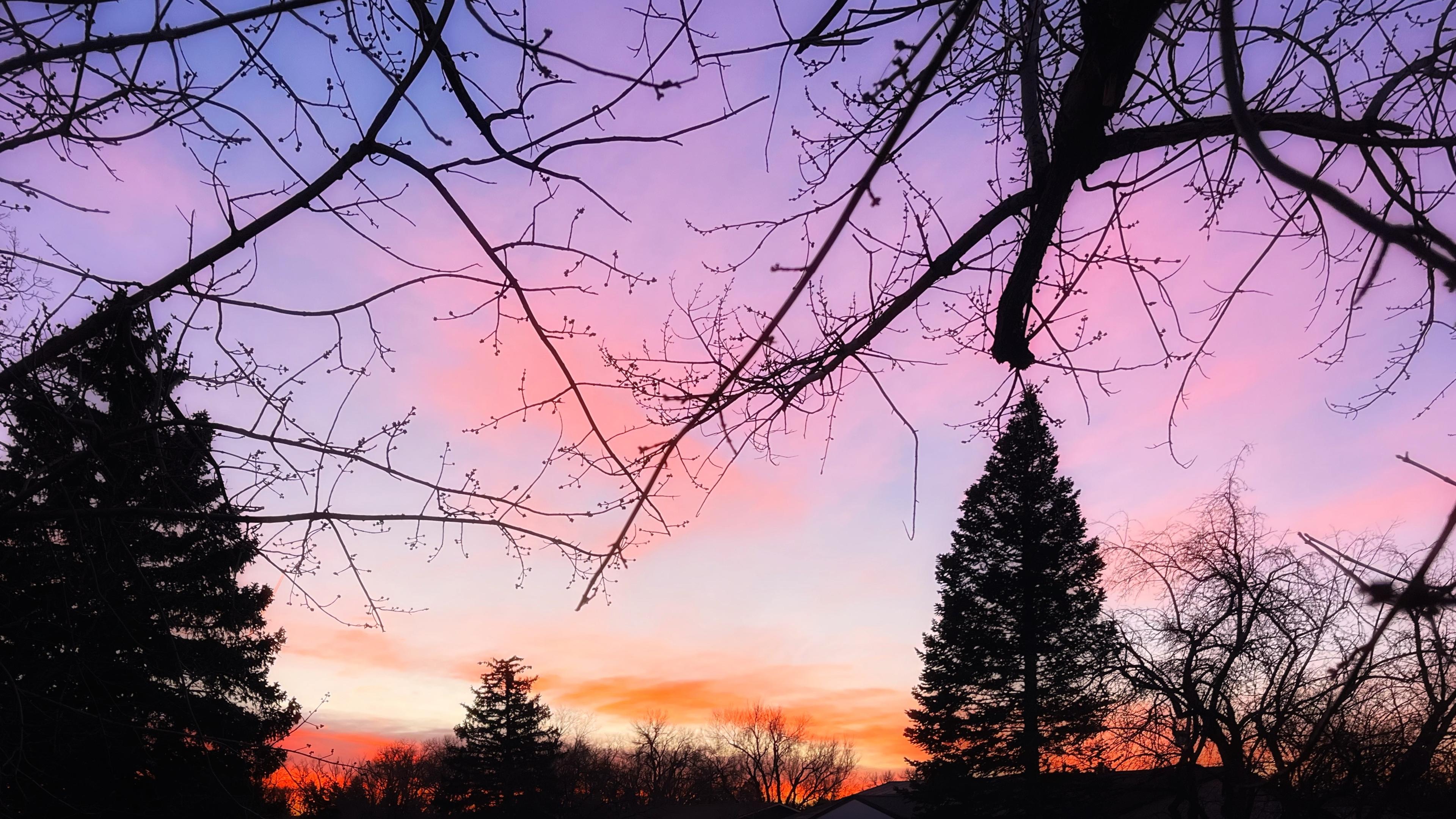 Pinks, oranges, purples, and pale blues paint the thin clouds and the background sky in beautiful splashes of color just before sunrise, visible behind silhouettes of tall pine trees and bare branches of other trees over my neighborhood on a cold, dry January morning.