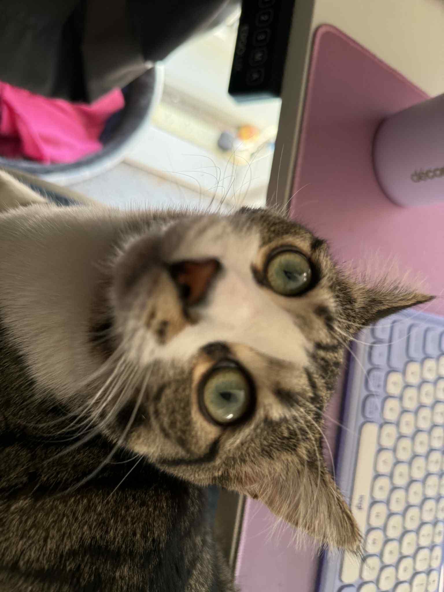 A tabby-and-white cat lies on a chair near a desk with a blue keyboard and pink deskmat. She's looking at the camera with wide eyes.