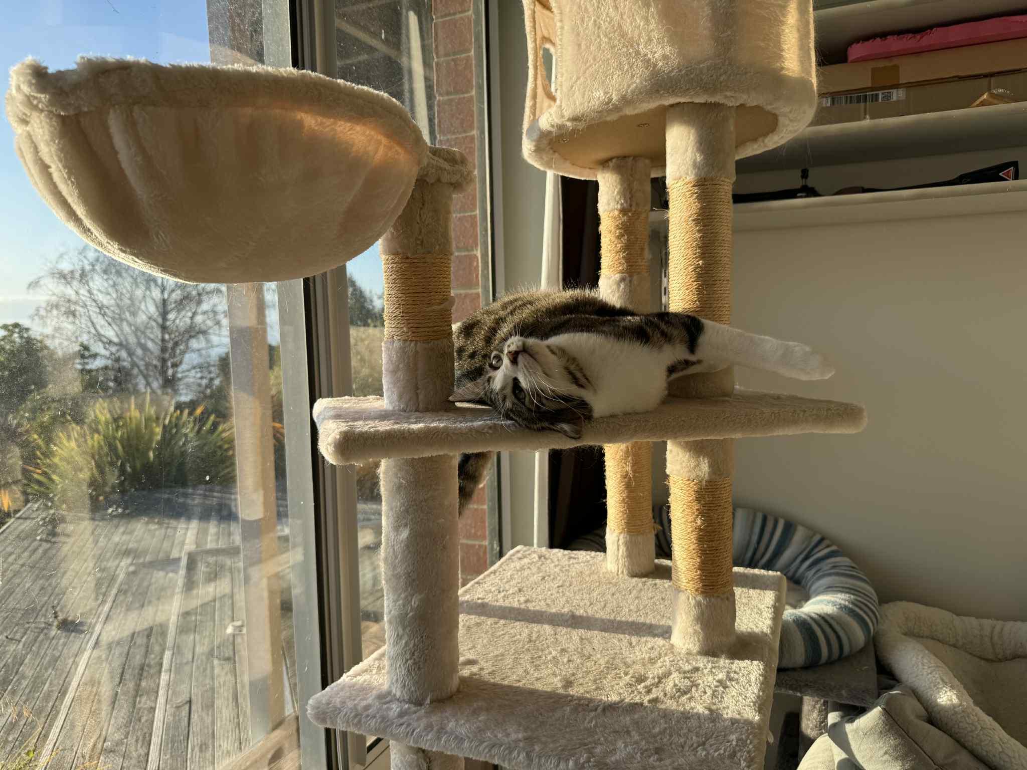 A tabby-and-white cat lies on her side, with her head turned almost upside-down, on a platform of a cream-coloured cat tree. A sunlit wooden deck, green plants, and blue sky are visible through a window on the left side of the photo.