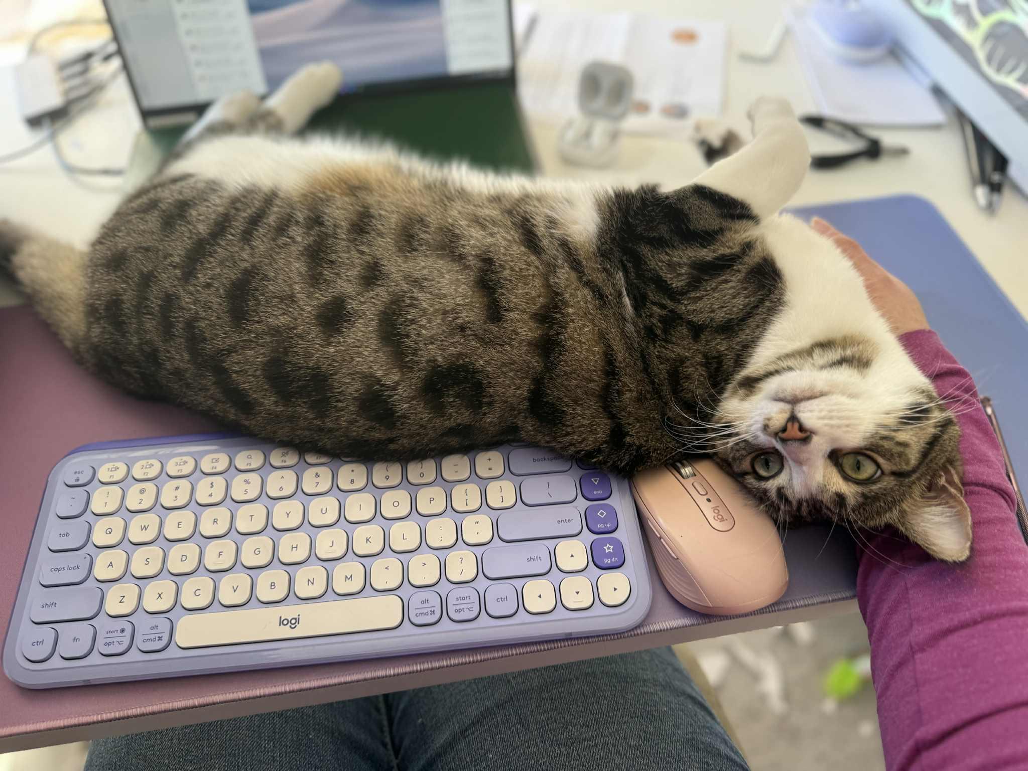 A tabby-and-white cat lies on her side, with her head turned almost upside-down and staring at the camera, on a desk with a blue keyboard and pink mouse. A person sits on a chair near the desk, with their arm near the cat's head.