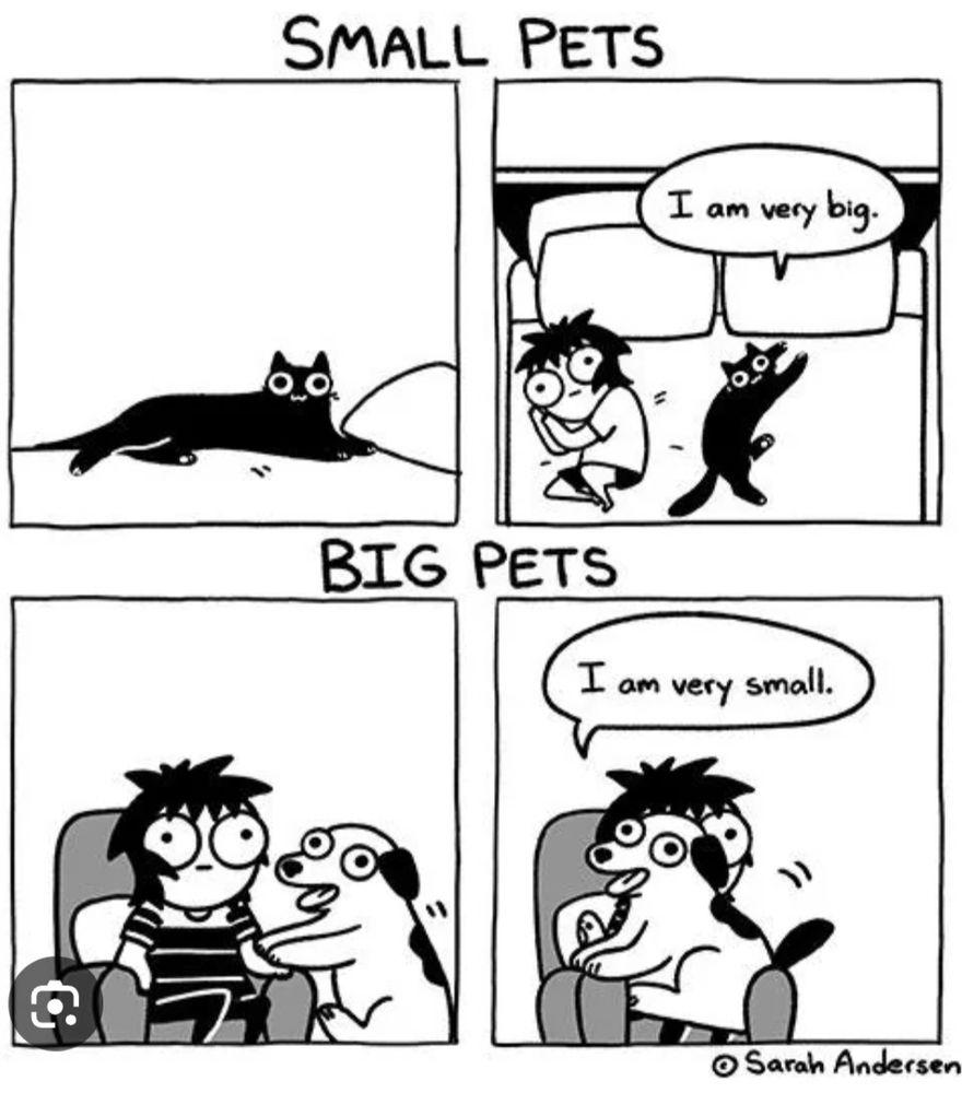 Cartoon with four images in black and white comparing a small cat's "I am very large" and a large dog's "I am very small" behaviour occupying the whole bed (cat) vs their owner's lap (dog)
