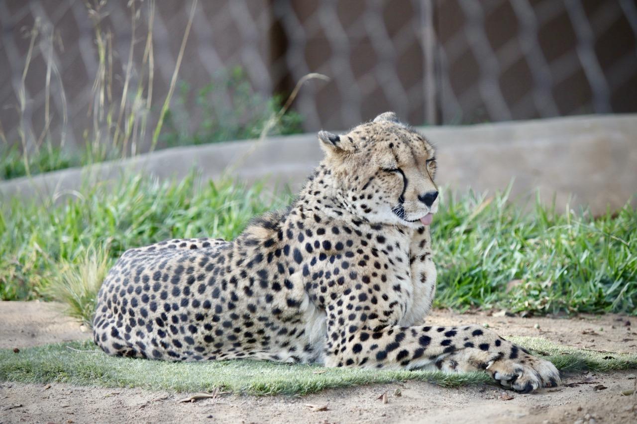 photo of a chee at the san diego zoo, lying down with their eyes closed and blepping. they are totally drooling