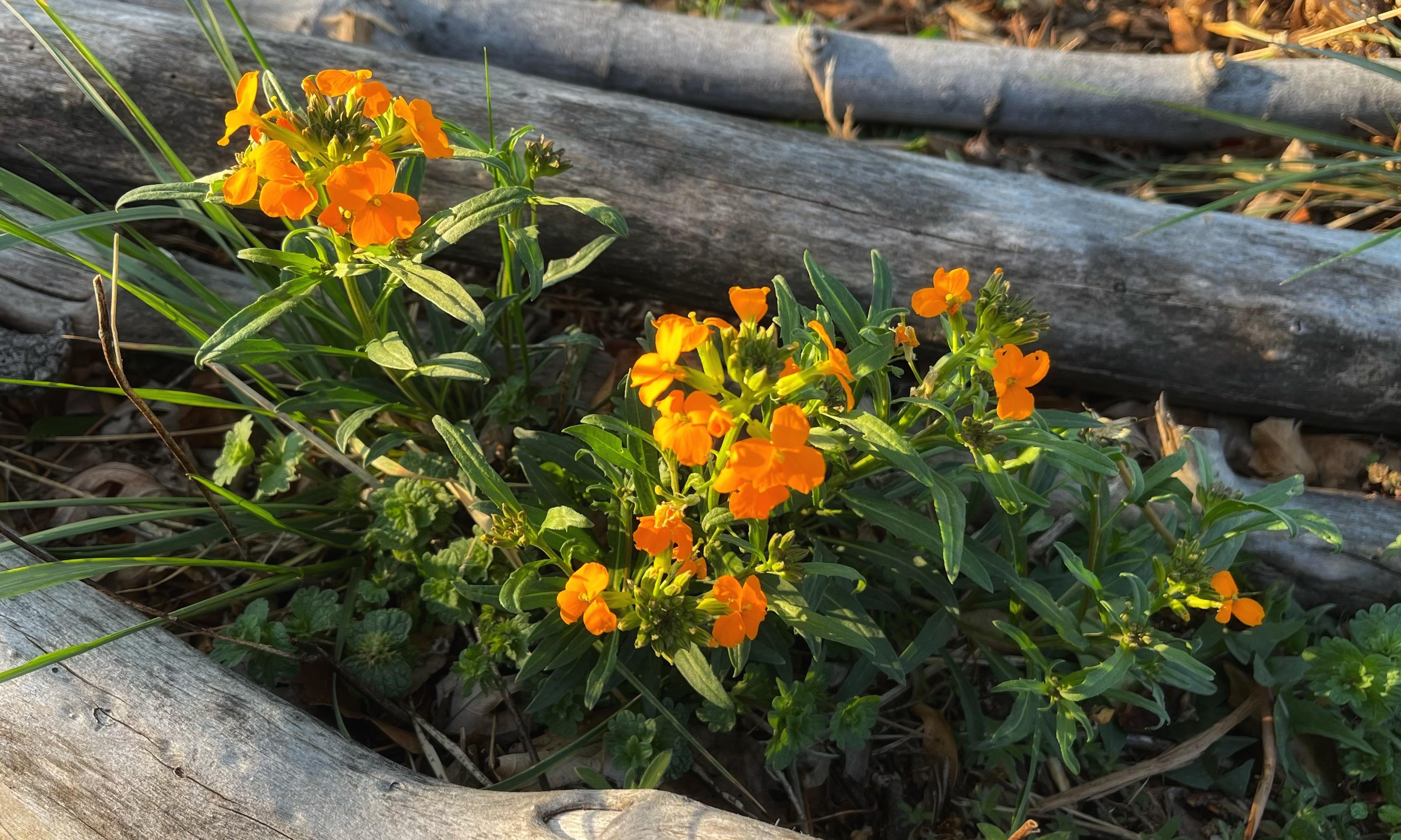 Bright orange, four-petaled wallflowers in small clusters at the tops of green stems with thin, spearlike leaves below the flowers, nestled between pieces of gray, weathered wood in a garden bed with other bits of green vegetation and blooming in the early morning sun on the first day of May.