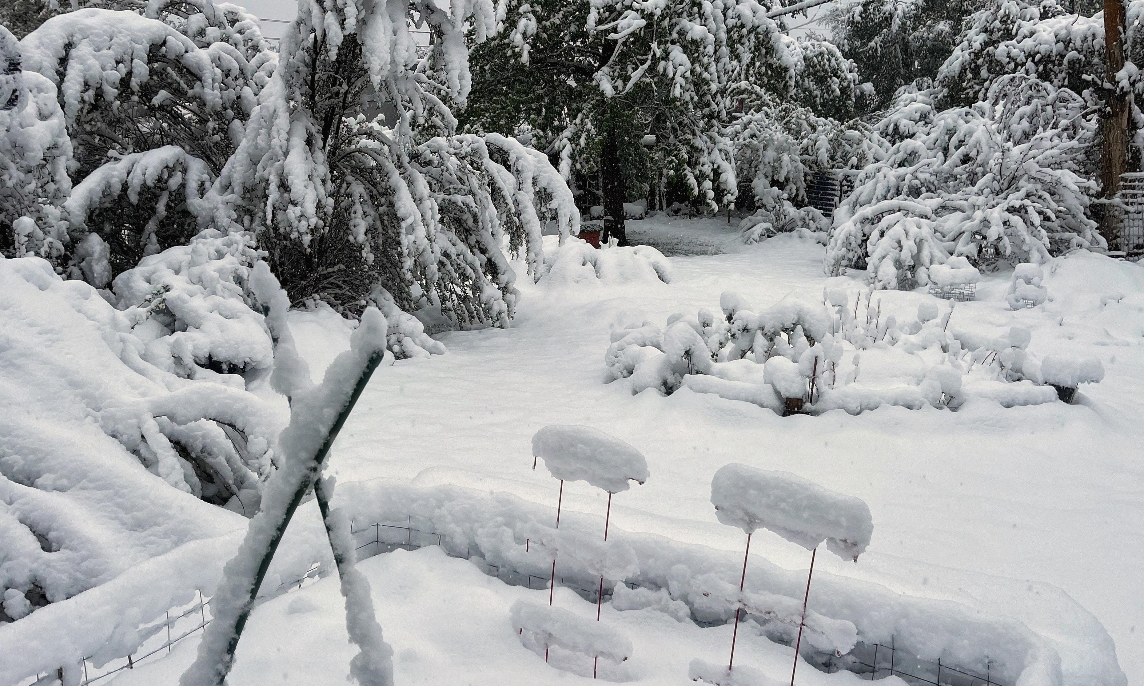 A backyard scene with heavy, wet snow sticking to garden stakes, garden beds, shrubs, and trees, whose leafy stems and branches are bending and breaking under the weight of the snow.