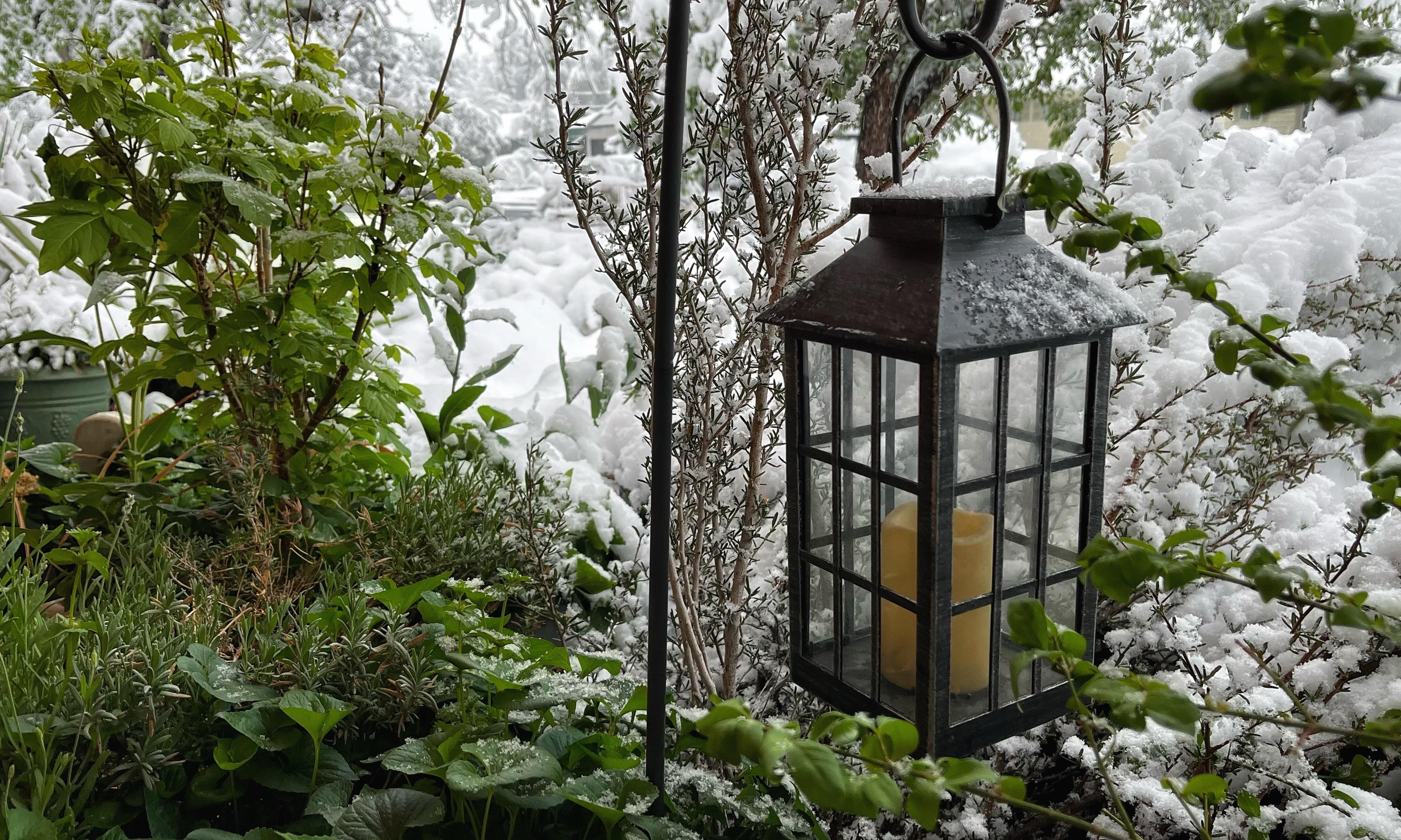 A mix of greenery and snow between the covered front porch of my home and the front yard. Green, leafy vegetation in containers plus a glass and metal solar lantern with a faux candle in the foreground, with snow covered trees and shrubs blurred in the background.
