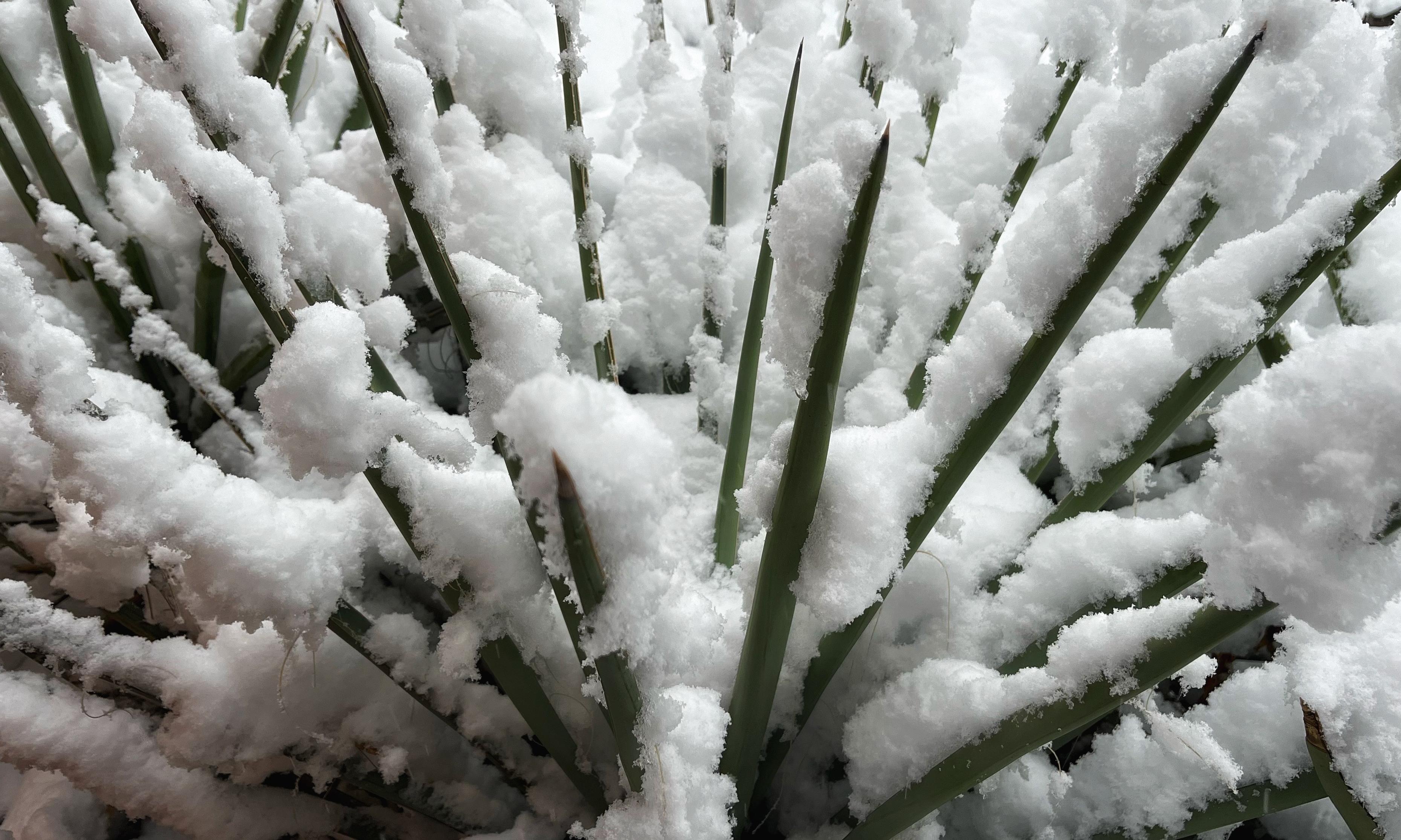 A spiky green yucca plant partially buried under heavy, wet snow, its spikes sticking out at all angles from under the snow.
