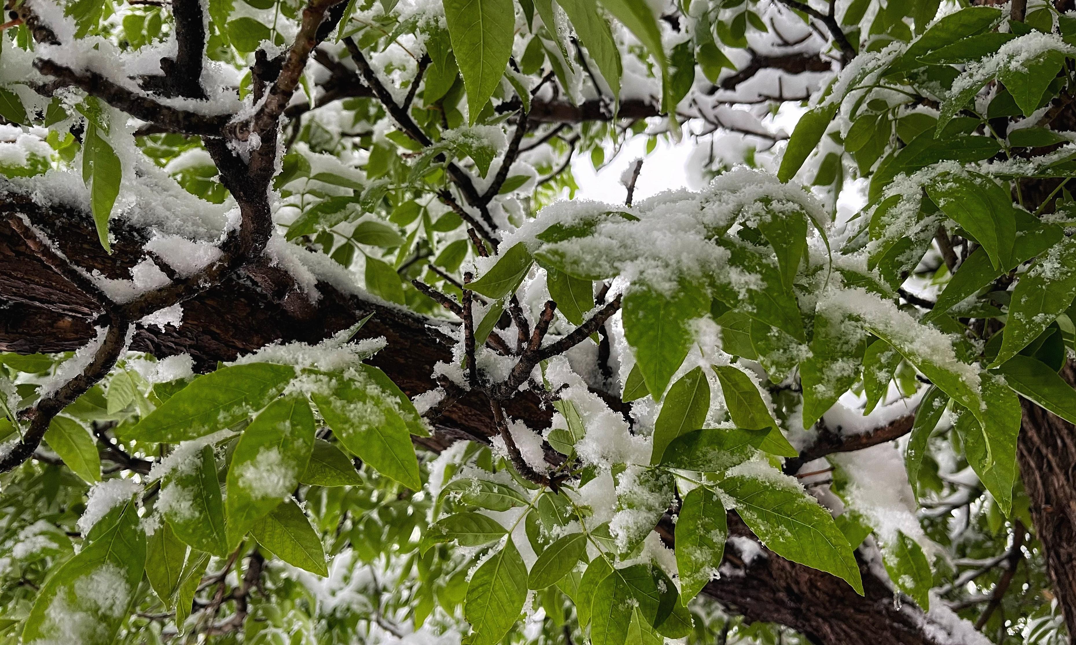 Standing under an ash tree and looking upward through its brown limbs and green leaves weighted down with heavy, wet snow and bending down toward the ground.