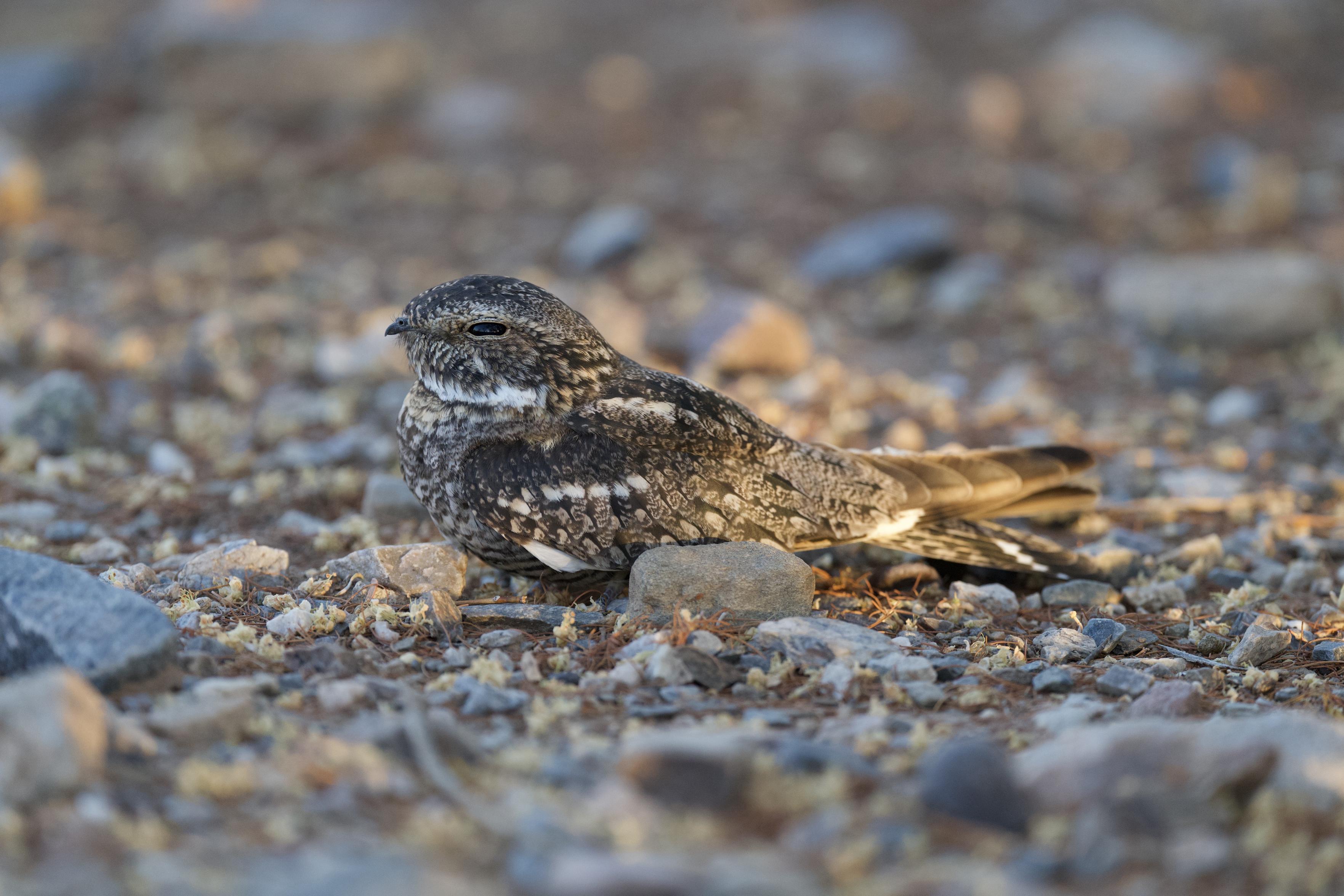 A lesser nighthawk resting on the ground in the evening light. 