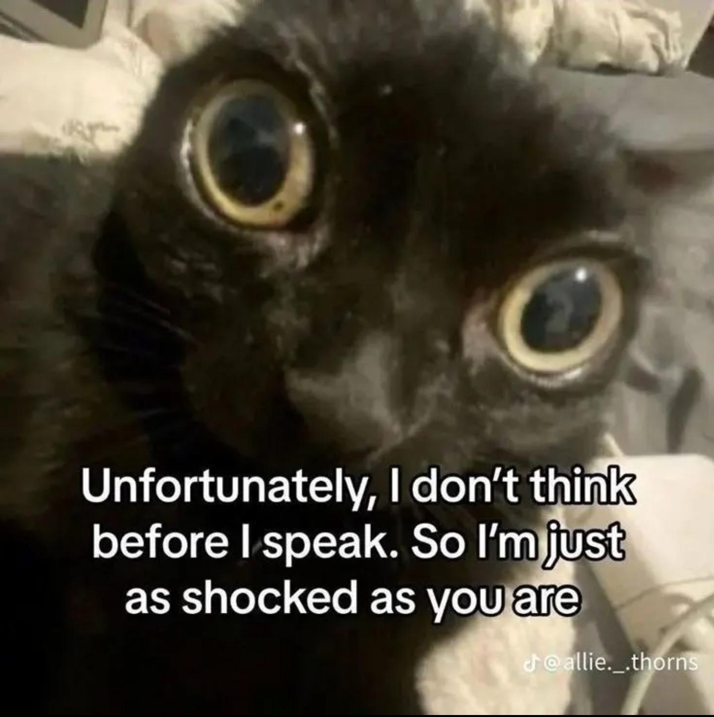 a cat but the camera is too close to their face so they look all distorted and bug eyed. the caption reads "Unfortunately, I don't think before I speak. So I'm just as shocked as you are"