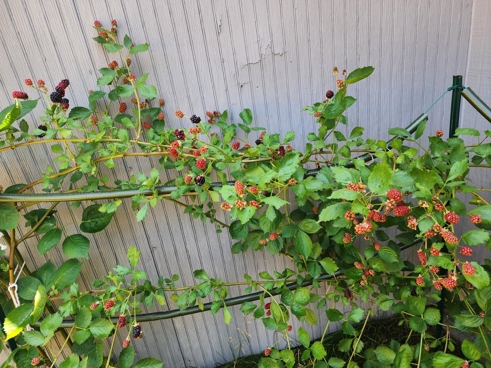 Blackberry bush strung along a trellis against a greyish blue wall. Many of the berries have ripened to a nice red with a few on the verge of totally black and ripe.