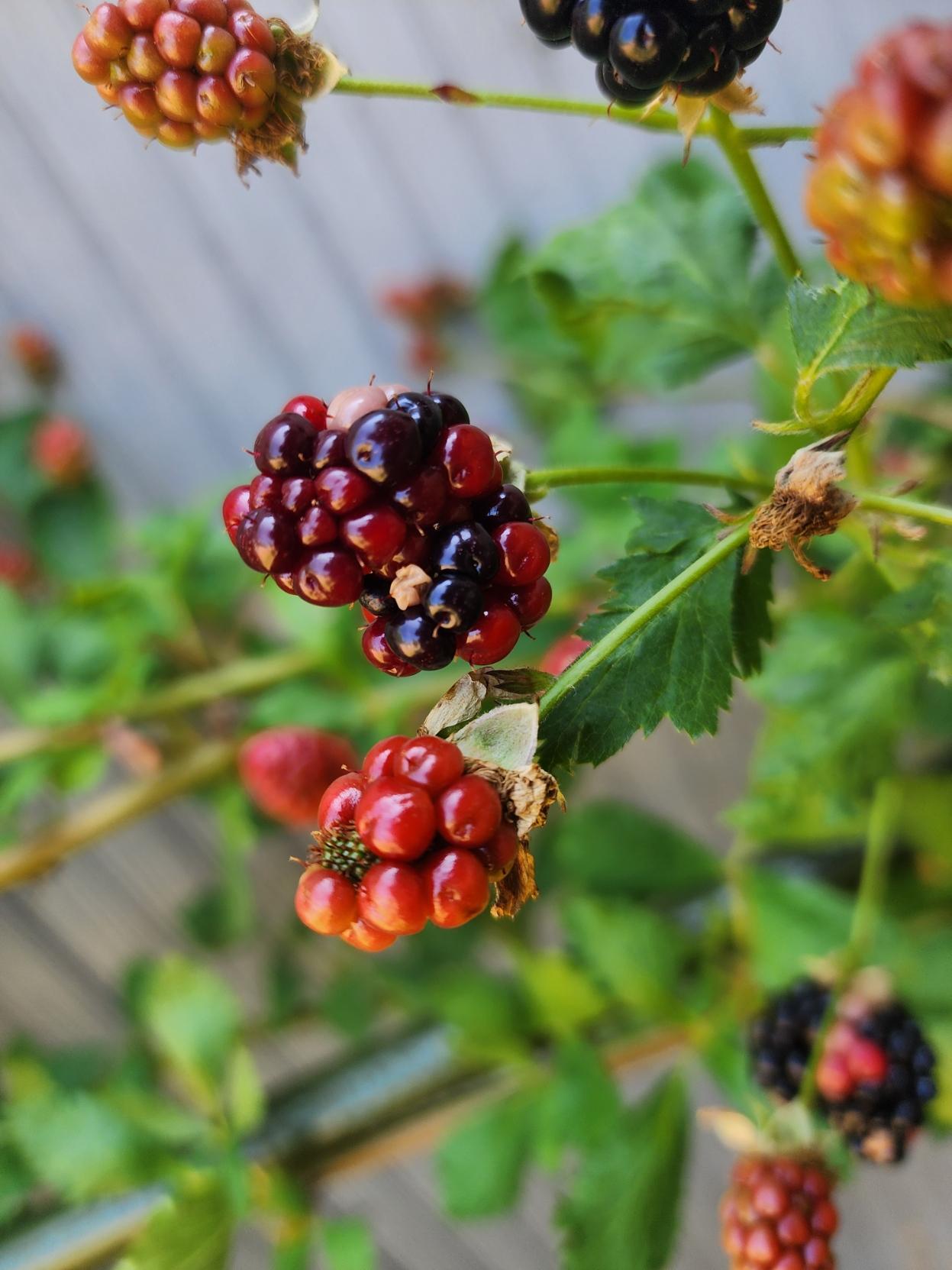 Closeup of a "double berry". Seems to be two berries growing from a single flower.