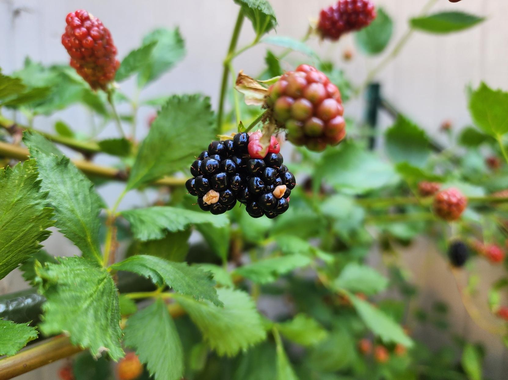 Another closeup of a double berry. This one is much more ripe.