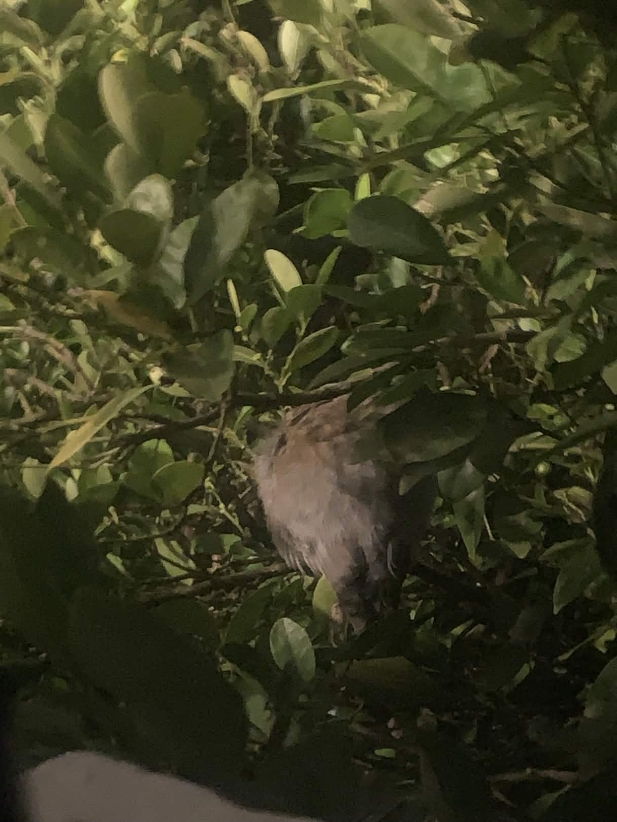 a round ball of grey feathers slightly larger than my fist sitting inside a fruitless lemon tree, it is hidden from the world but visible from my window