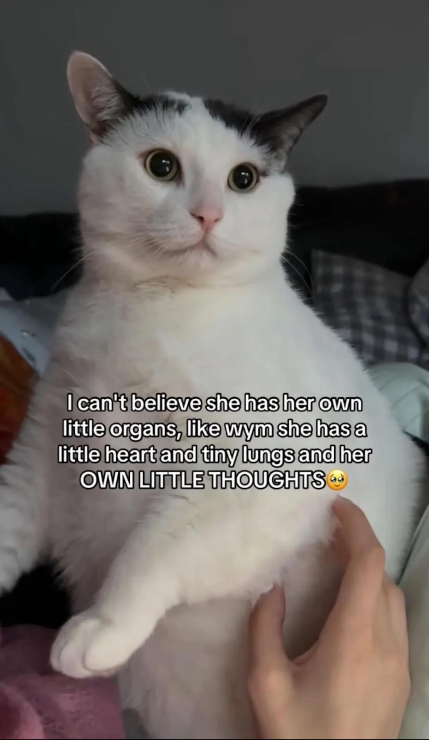A picture of a cat

"I can't believe she has her own little organs, like wym she has a little heart and tiny lungs and her OWN LITTLE THOUGHTS 🥹"