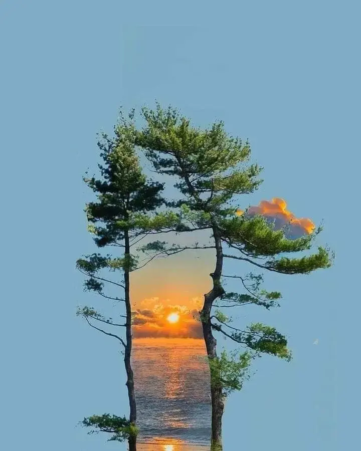 Two trees in cleat blue sky magically frame a sunset over the ocean