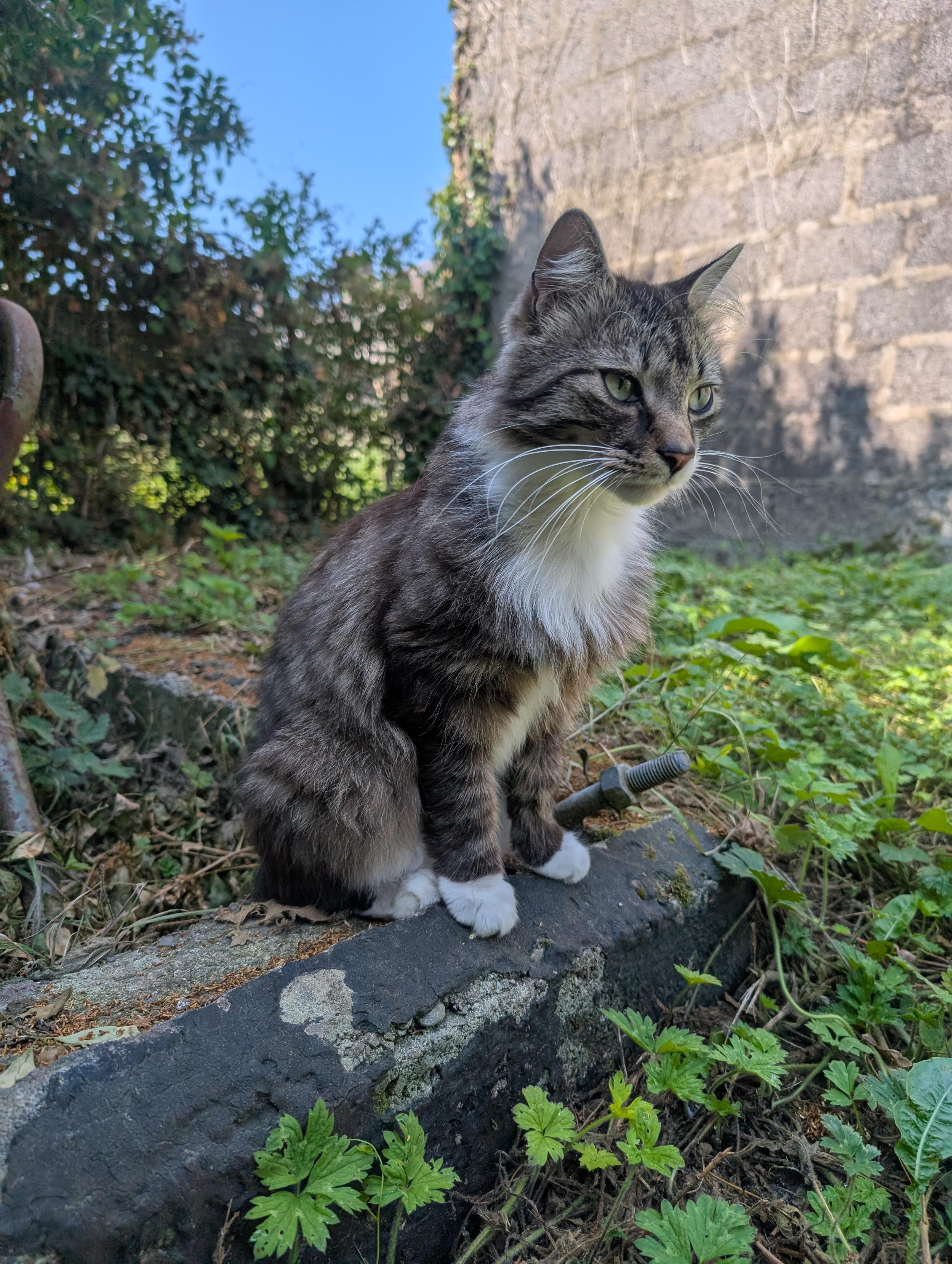Sandy sitting on a small concrete block in my back garden. His fur is a little bit shorter in the hot weather, but still very fluffy :3 His delightful white paws and cravat stand out strongly against his brown and black stripes.