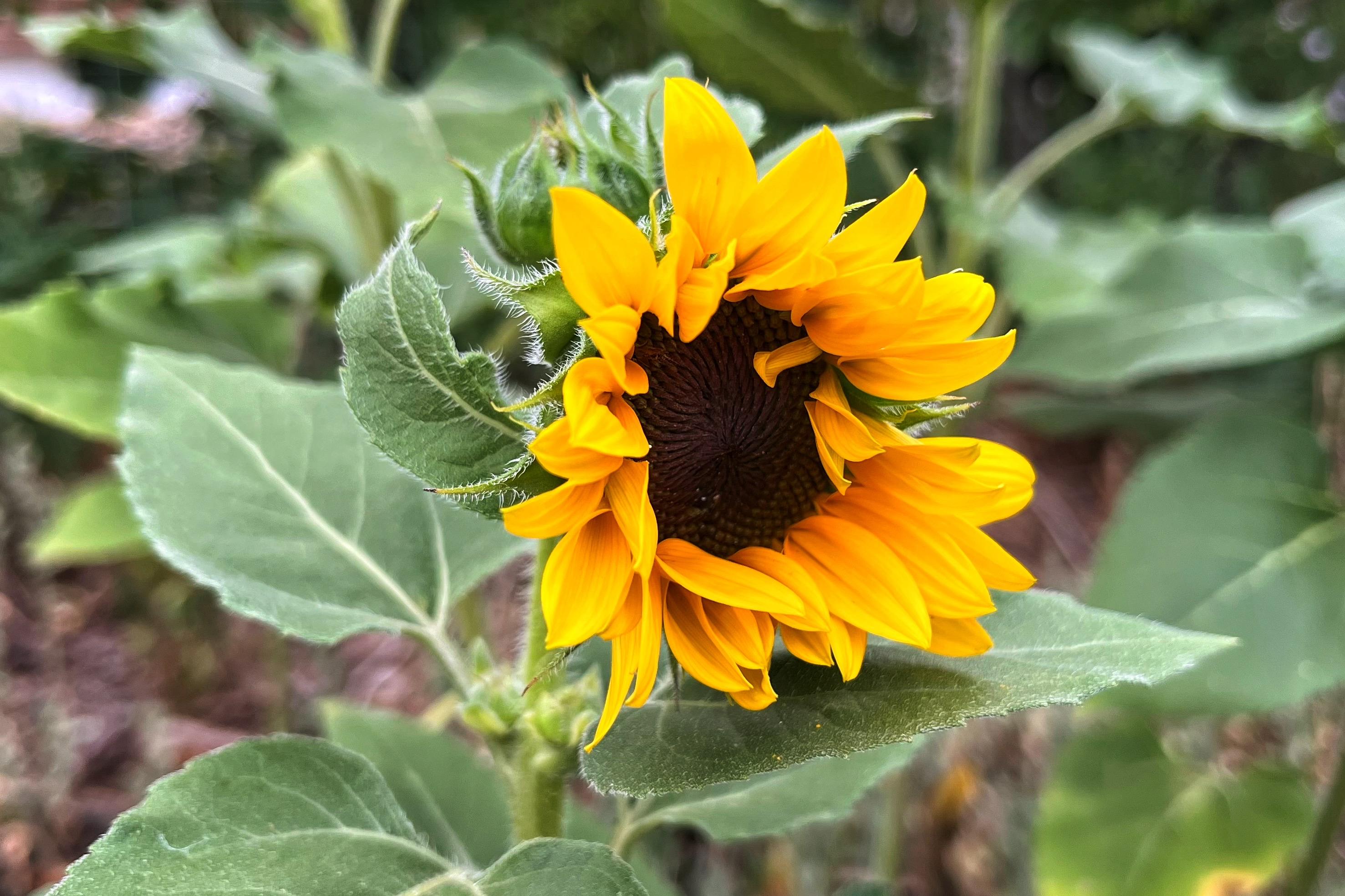 A medium-sized sunflower with broad, fuzzy green leaves and a flower that is just starting to open, with unfurling, ruffled, golden-yellow petals and a dark brown center, with green stalks of other sunflowers in the background. Bright color on a mostly cloudy summer evening in the garden.