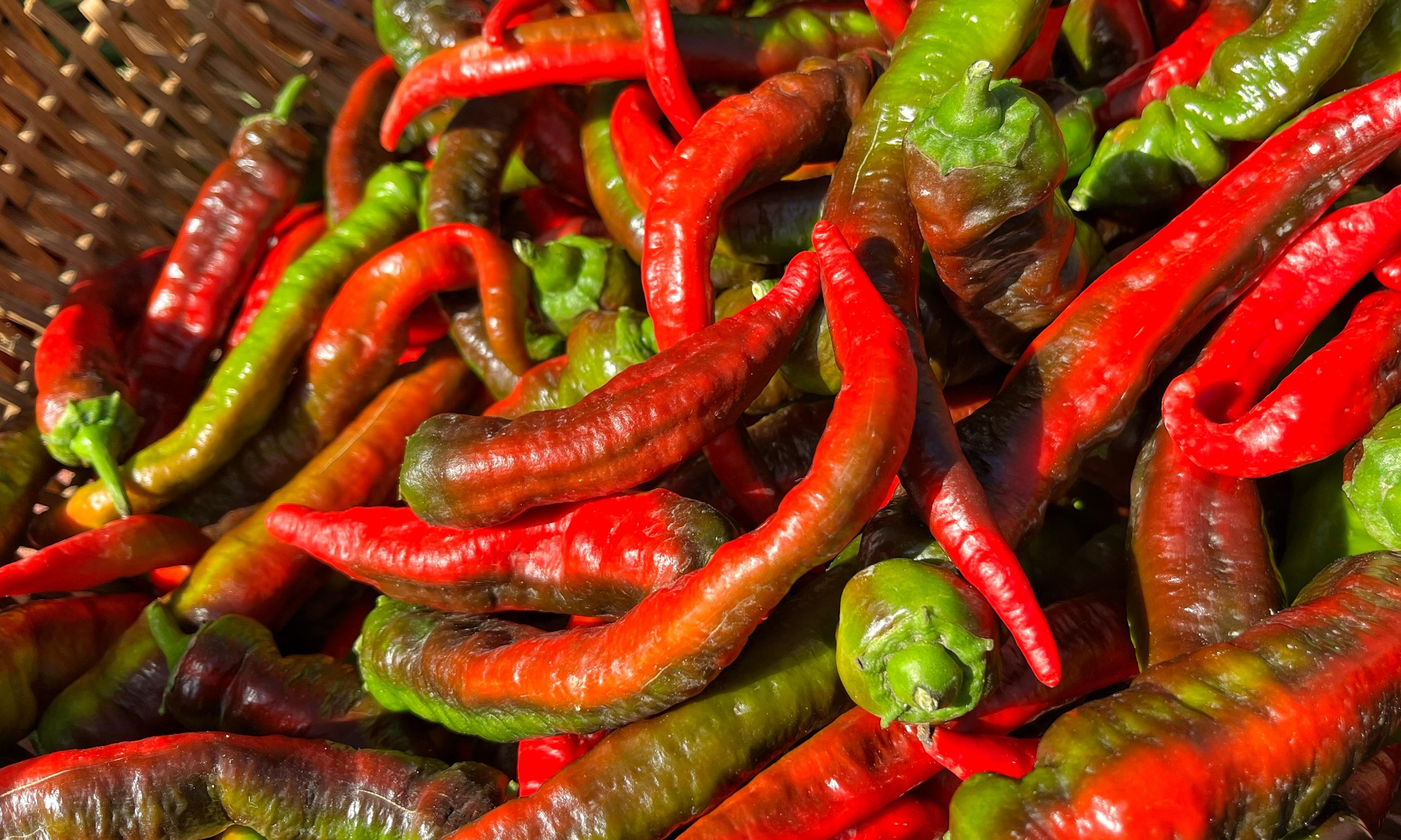 A woven basket filled with long, slim, red/green chiles on display in the bright morning sun at the local farmers market.