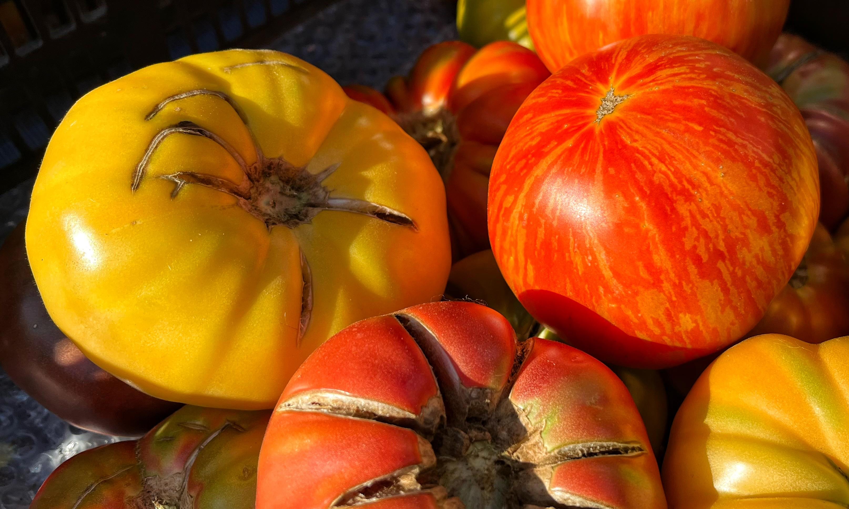 Large, colorful heirloom tomatoes in shades of yellow and red, some with slightly cracked tops, on display in the bright morning sunshine at the local farmers market.