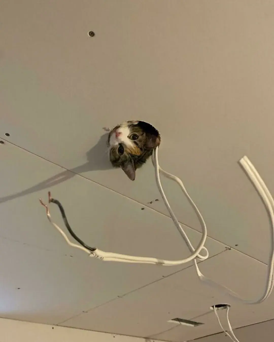 A cat peeking from a circular hole in a ceiling.